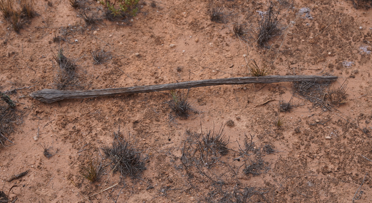 A spear left on the ground at Ooldea Tank, Kokatha Country. 